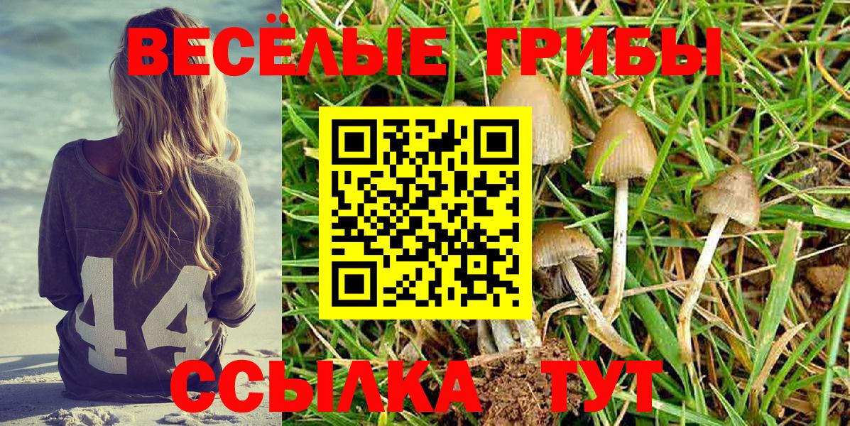 Галлюциногенные грибы прущие грибы Великий Новгород