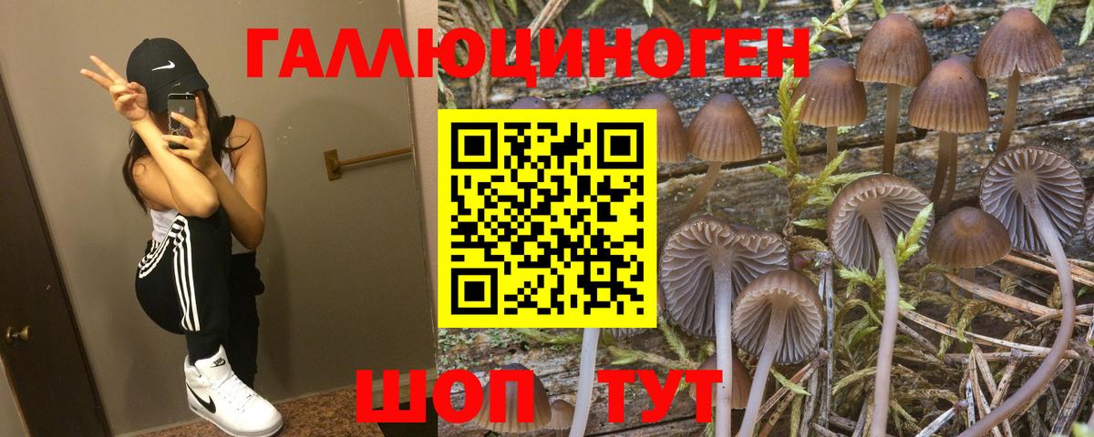 Великий Новгород  Псилоцибиновые грибы Magic Shrooms  Псилоцибиновые грибы Psilocybine cubensis  Вход с VPN 